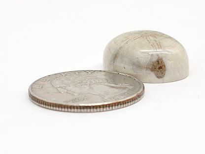 Sand Dollar Fossil - Medium