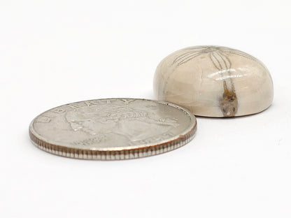 Sand Dollar Fossil - Medium