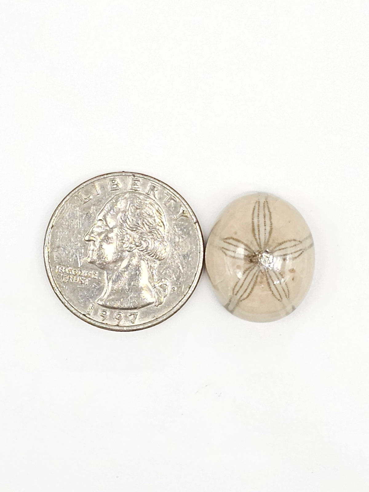 Sand Dollar Fossil - Medium