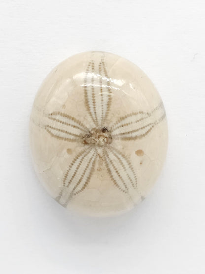 Sand Dollar Fossil - Medium