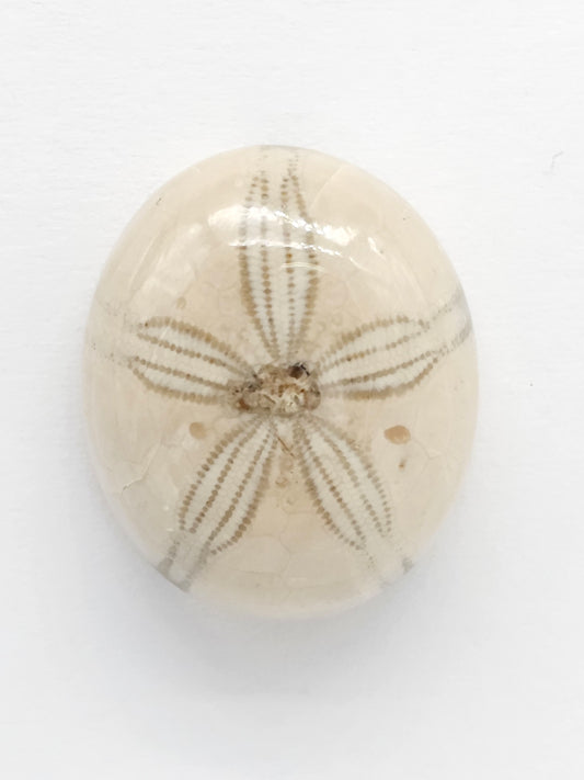 Sand Dollar Fossil - Medium