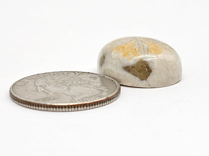 Sand Dollar Fossil - Medium