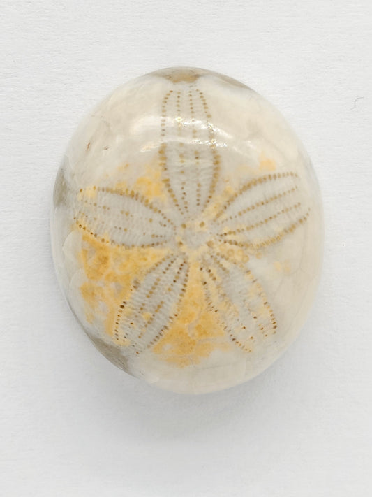Sand Dollar Fossil - Medium