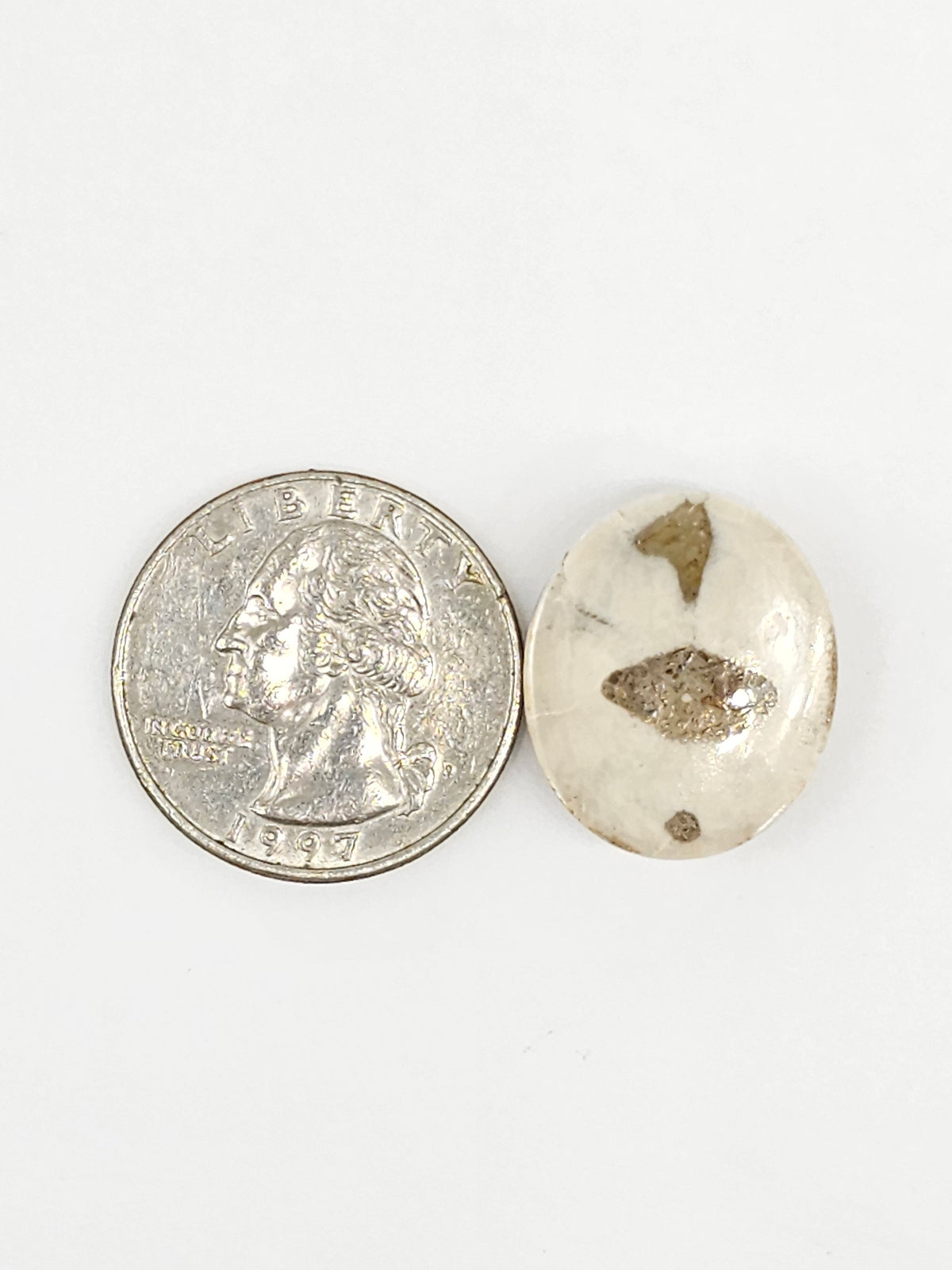 Sand Dollar Fossil - Medium