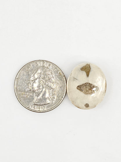 Sand Dollar Fossil - Medium