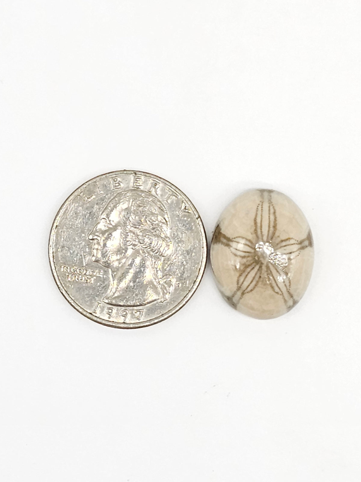 Sand Dollar Fossil - Medium
