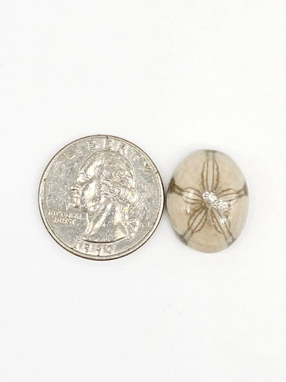 Sand Dollar Fossil - Medium