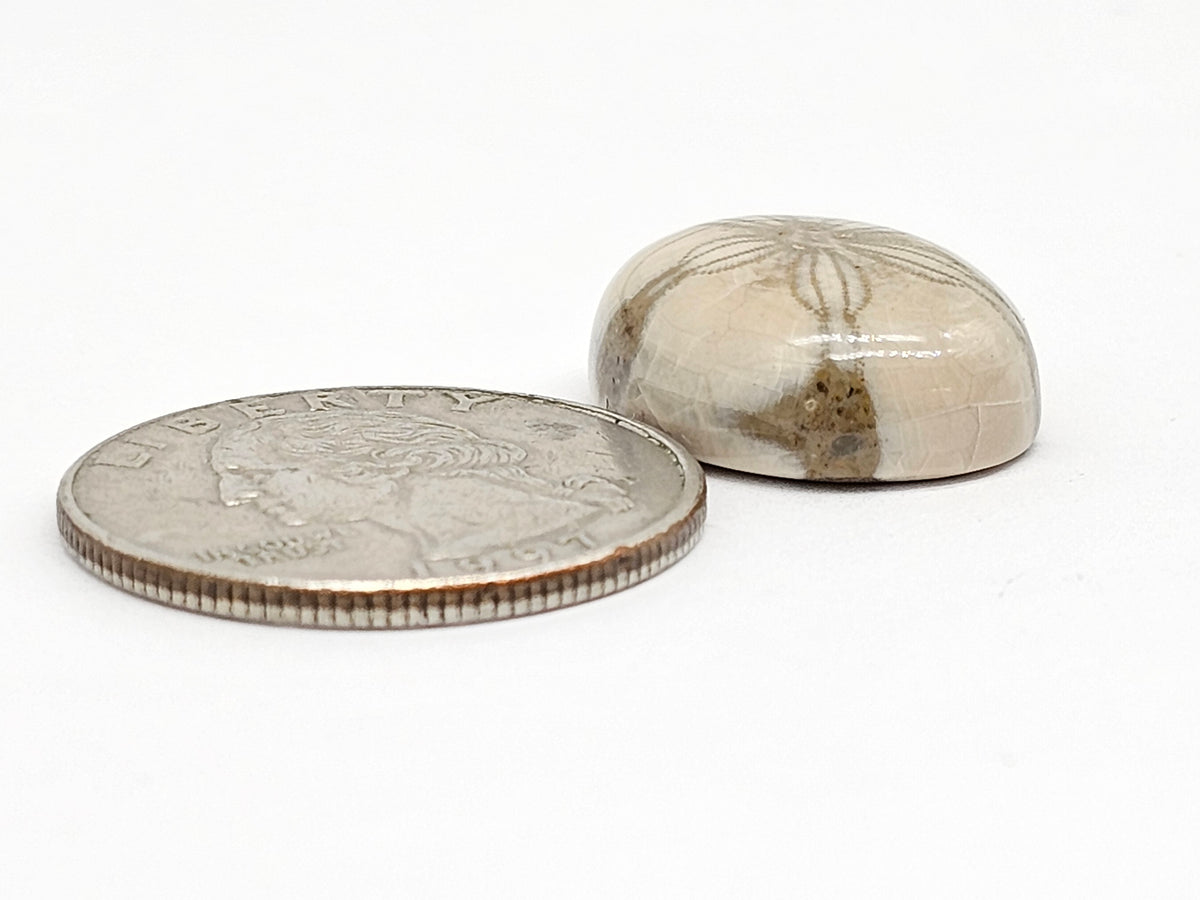 Sand Dollar Fossil - Medium