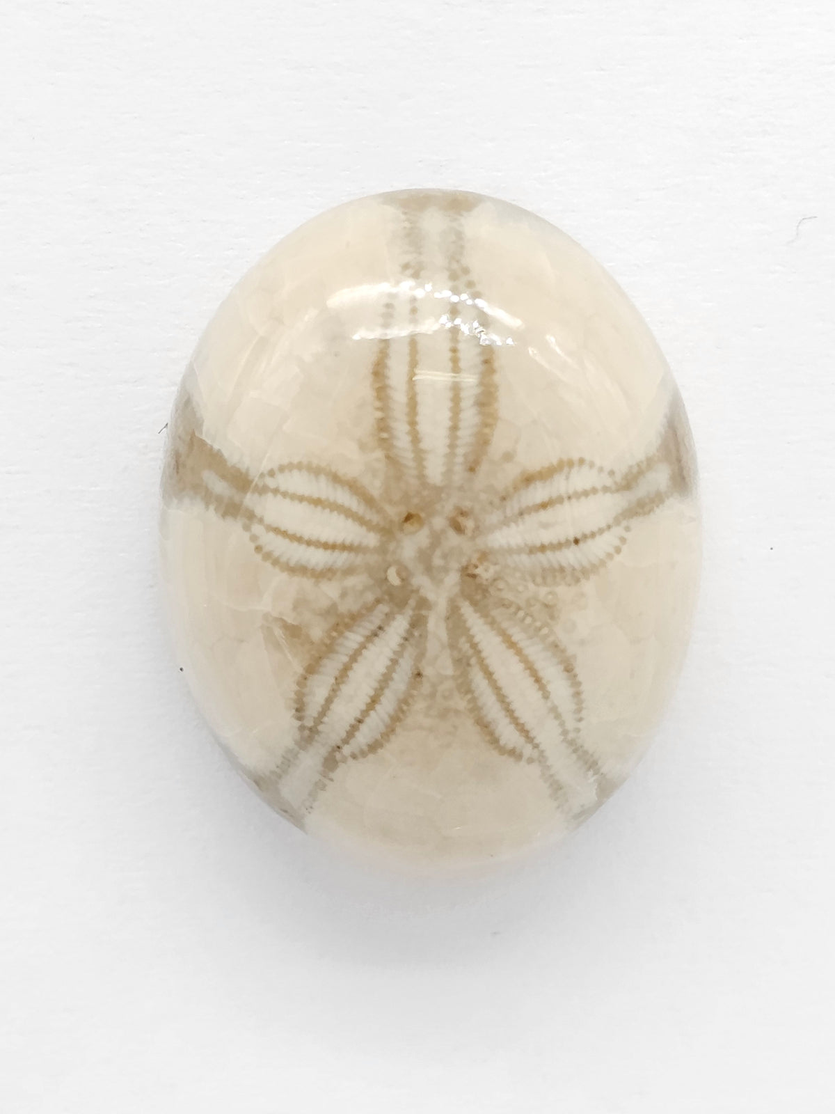 Sand Dollar Fossil - Medium