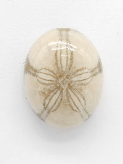 Sand Dollar Fossil - Medium