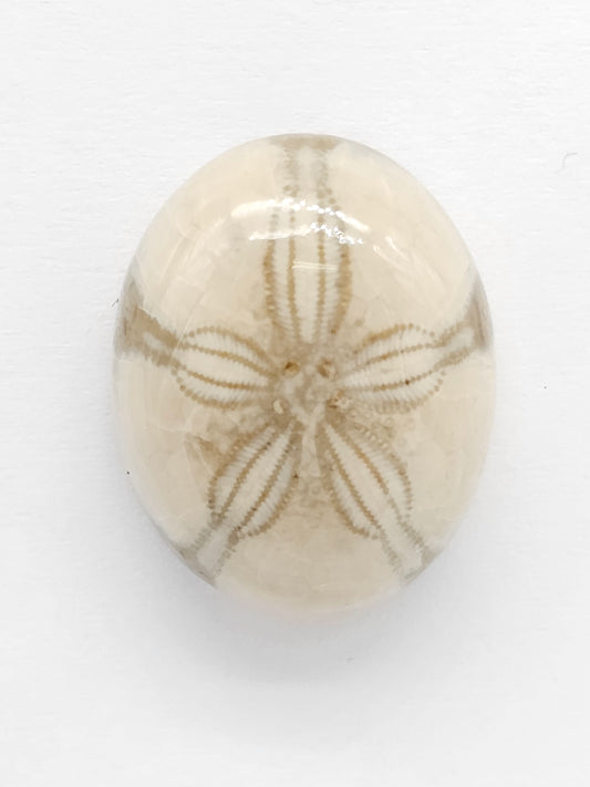 Sand Dollar Fossil - Medium