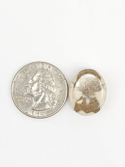 Sand Dollar Fossil - Medium