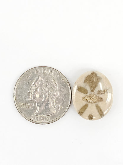 Sand Dollar Fossil - Medium