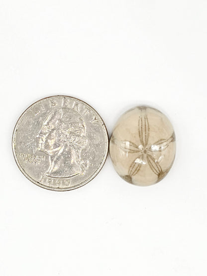 Sand Dollar Fossil - Medium