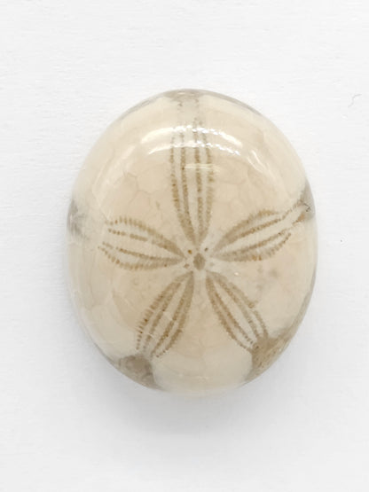 Sand Dollar Fossil - Medium