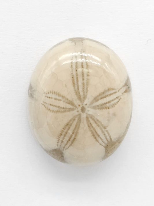 Sand Dollar Fossil - Medium