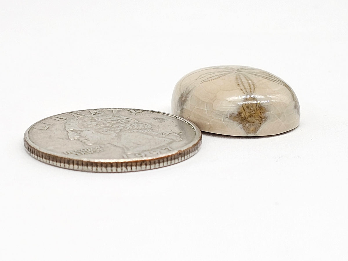 Sand Dollar Fossil - Medium