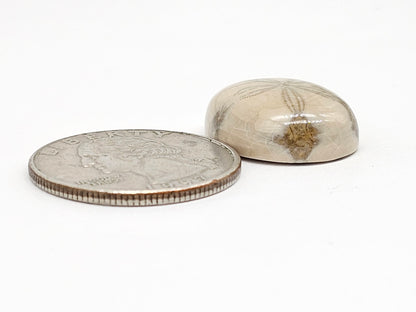 Sand Dollar Fossil - Medium