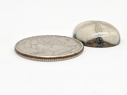 Sand Dollar Fossil - Medium