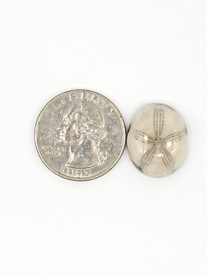 Sand Dollar Fossil - Medium
