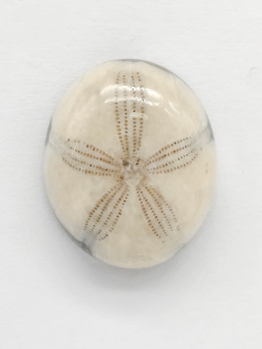 Sand Dollar Fossil - Medium