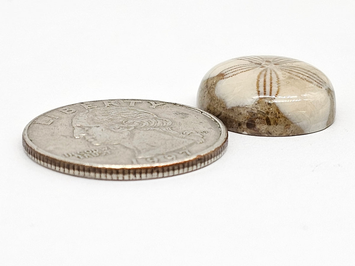 Sand Dollar Fossil - Medium