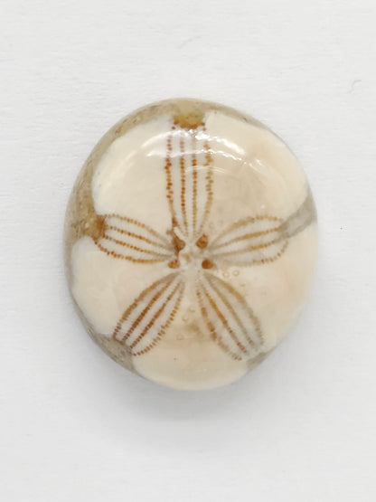 Sand Dollar Fossil - Medium