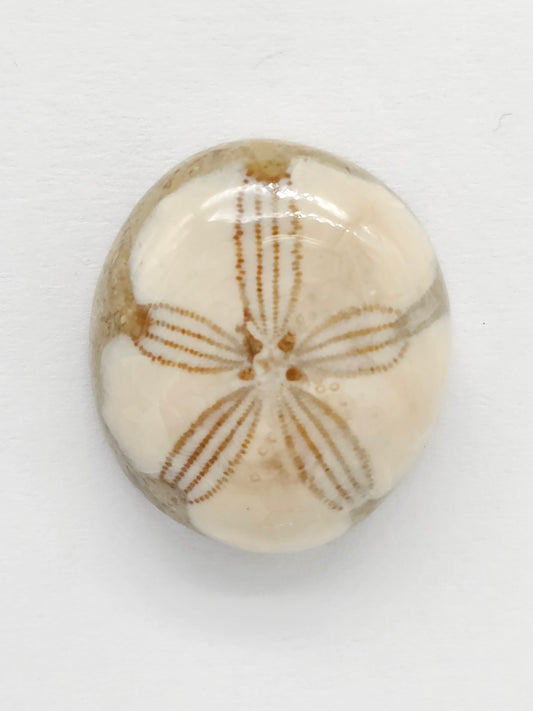 Sand Dollar Fossil - Medium