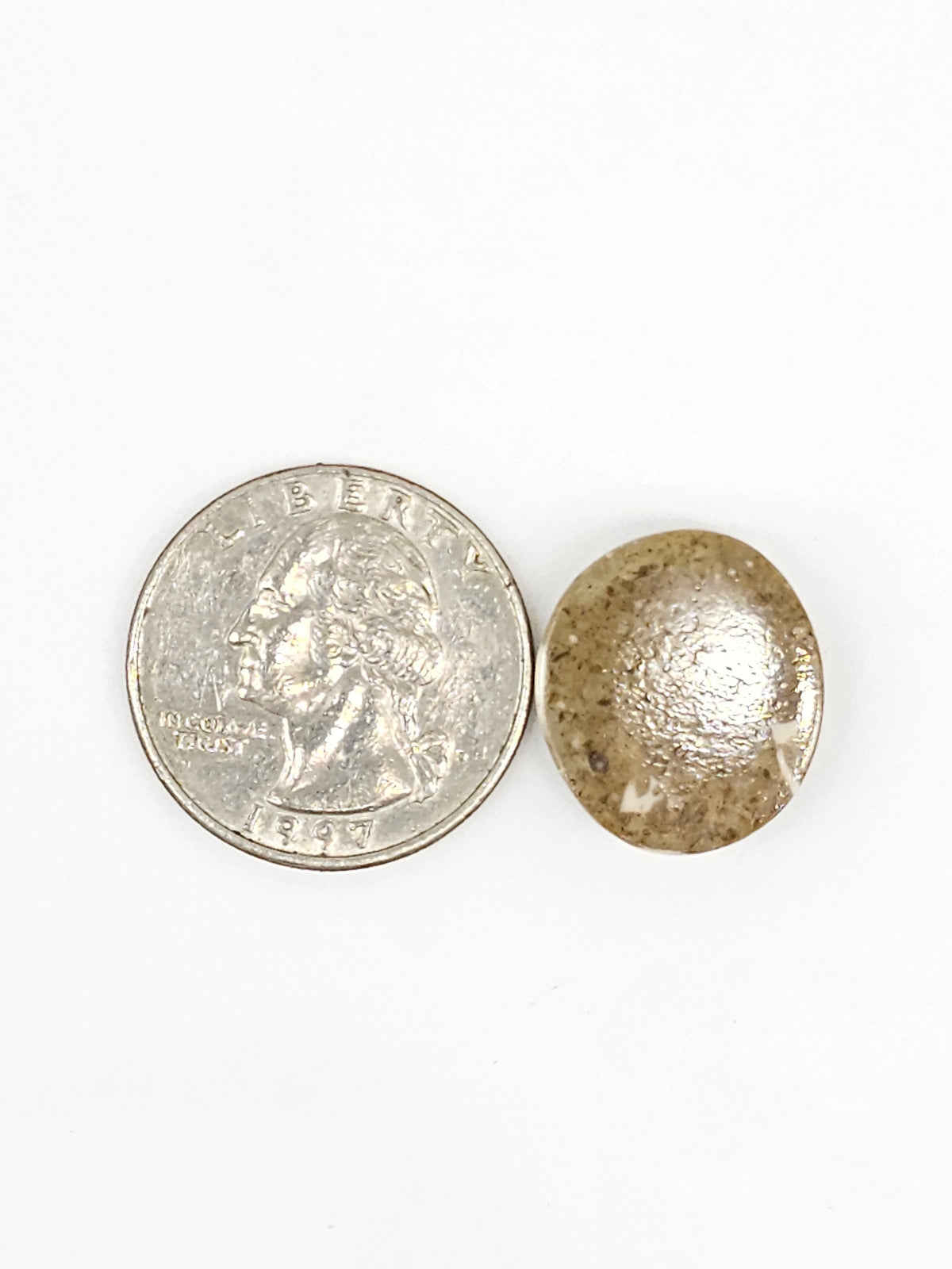 Sand Dollar Fossil - Medium