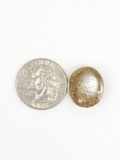 Sand Dollar Fossil - Medium