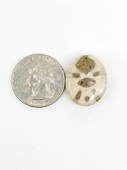 Sand Dollar Fossil - Medium
