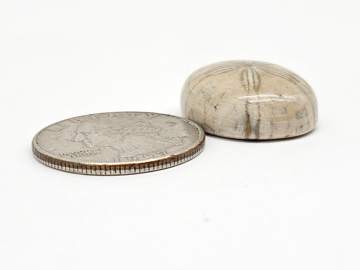 Sand Dollar Fossil - Medium