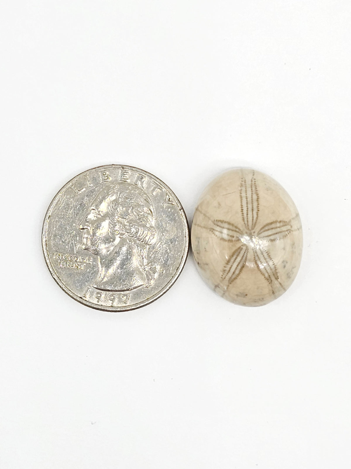 Sand Dollar Fossil - Medium