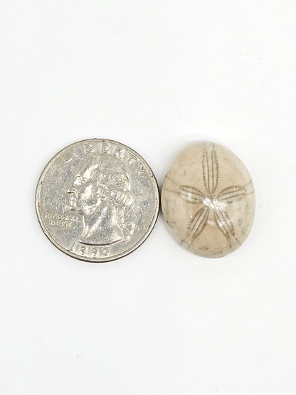 Sand Dollar Fossil - Medium