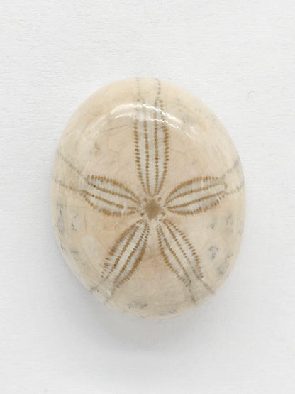 Sand Dollar Fossil - Medium