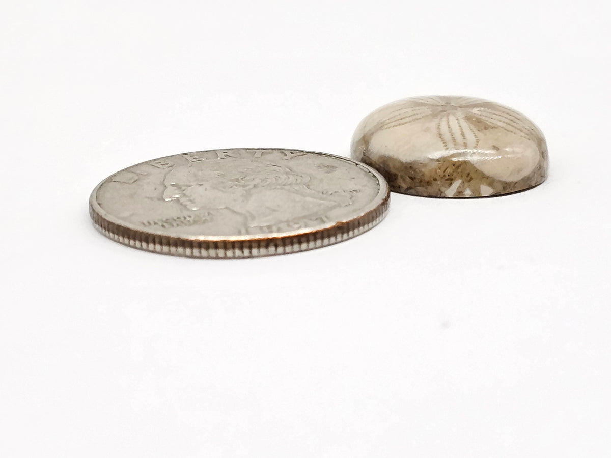 Sand Dollar Fossil - Medium