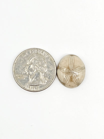 Sand Dollar Fossil - Medium