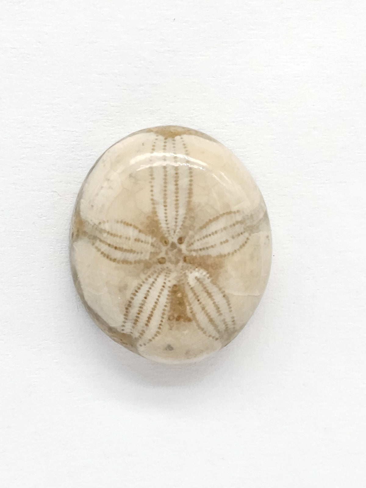 Sand Dollar Fossil - Medium