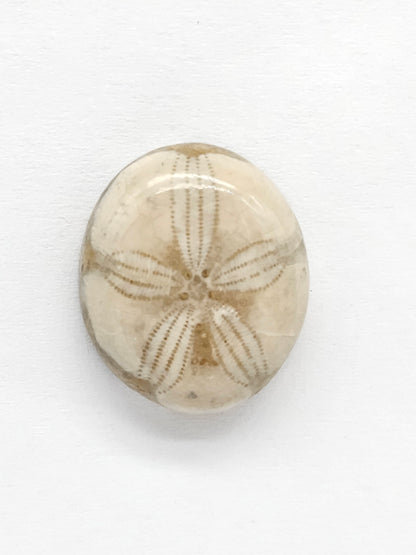 Sand Dollar Fossil - Medium