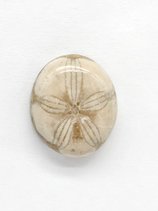 Sand Dollar Fossil - Medium