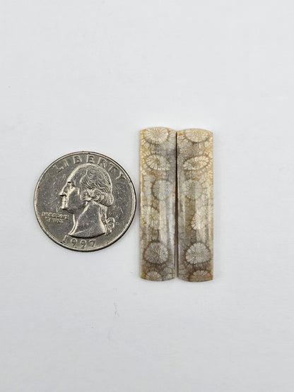 Fossilized Coral pair