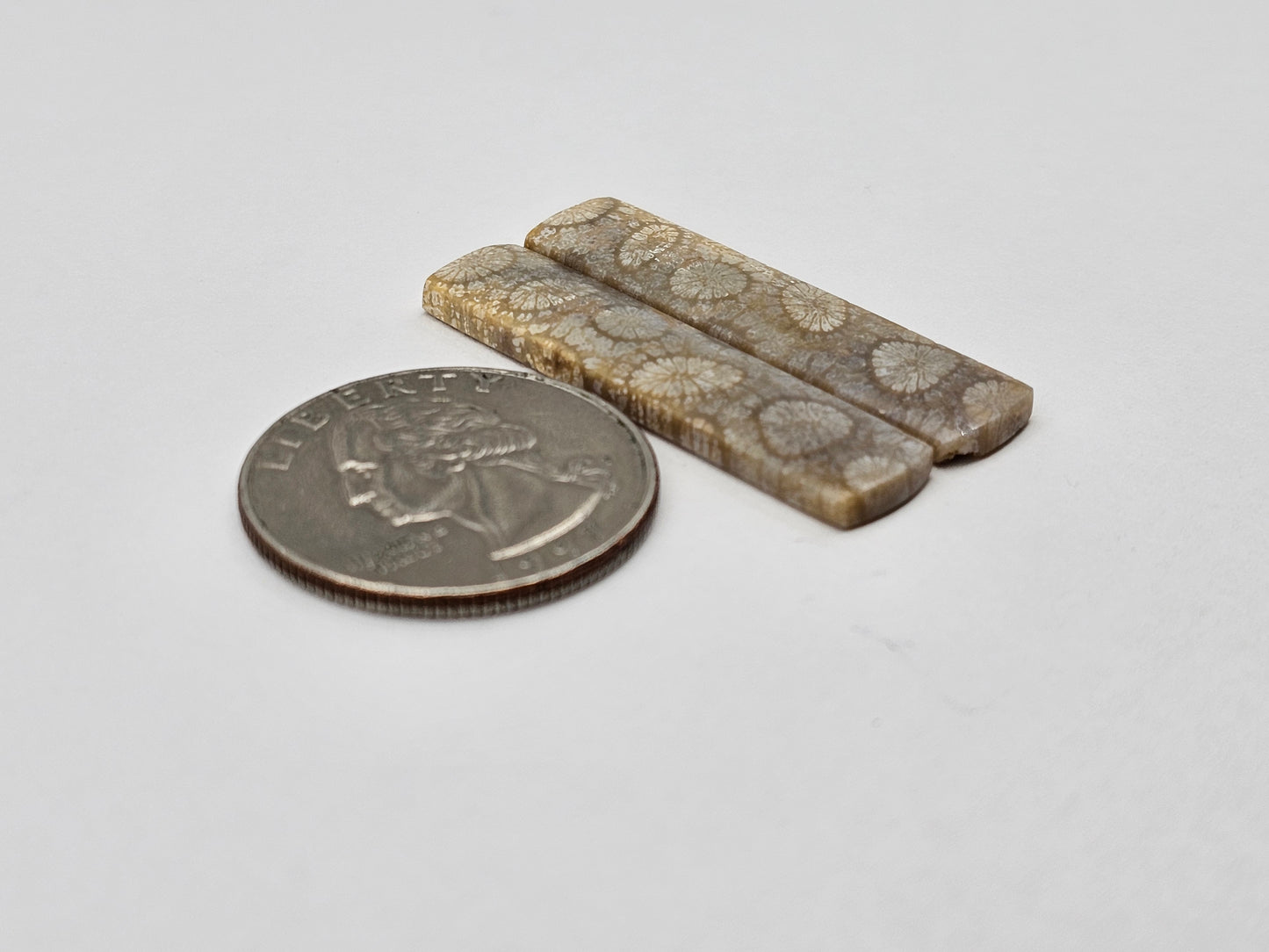 Fossilized Coral pair