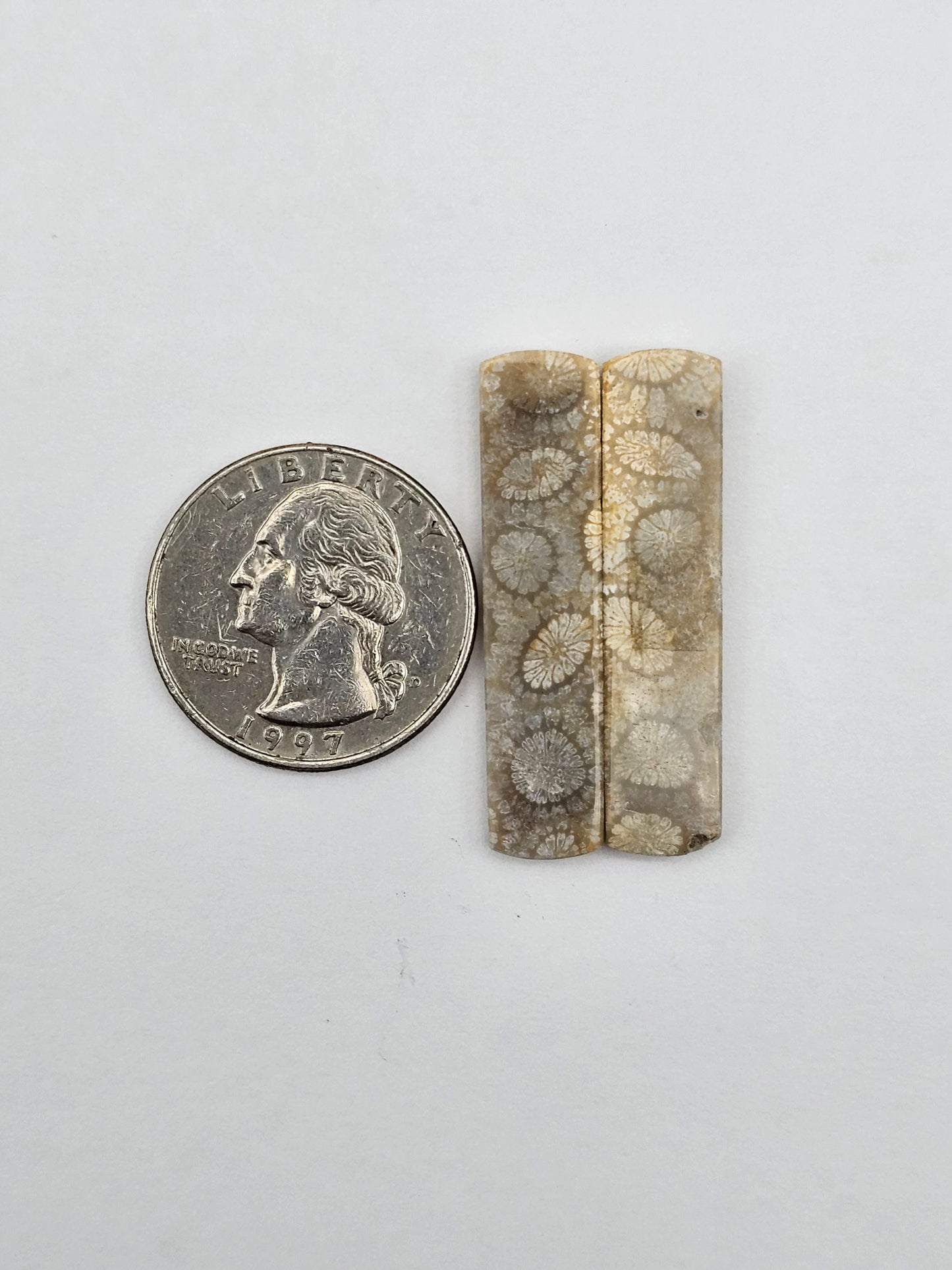 Fossilized Coral pair