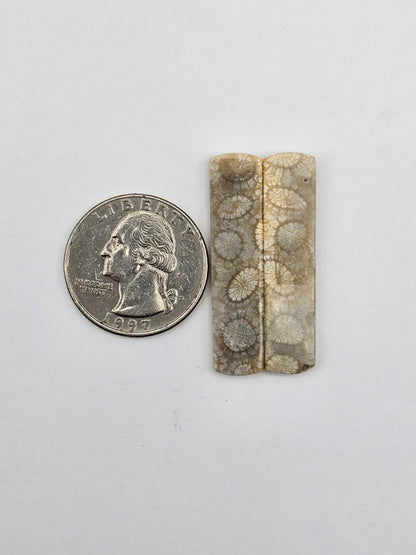 Fossilized Coral pair