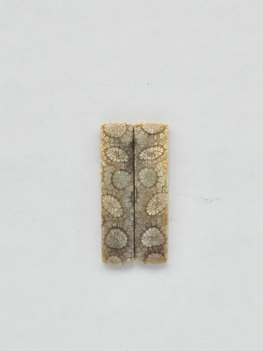 Fossilized Coral pair