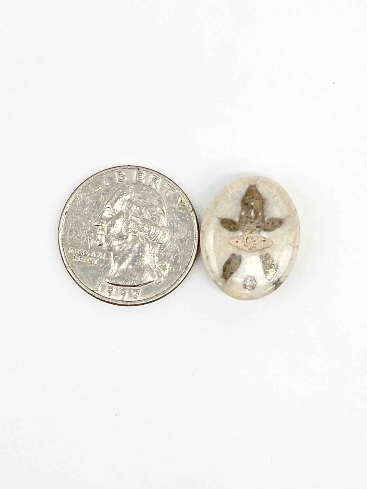 Sand Dollar Fossil - Medium