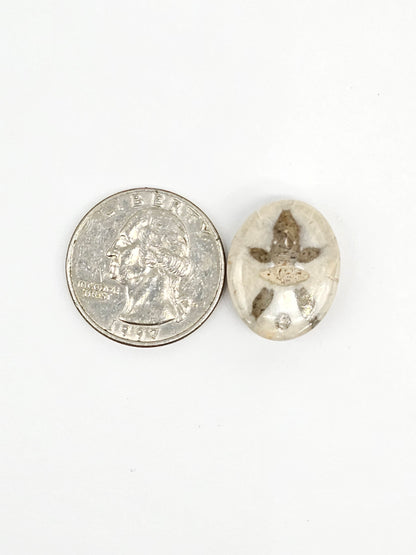 Sand Dollar Fossil - Medium