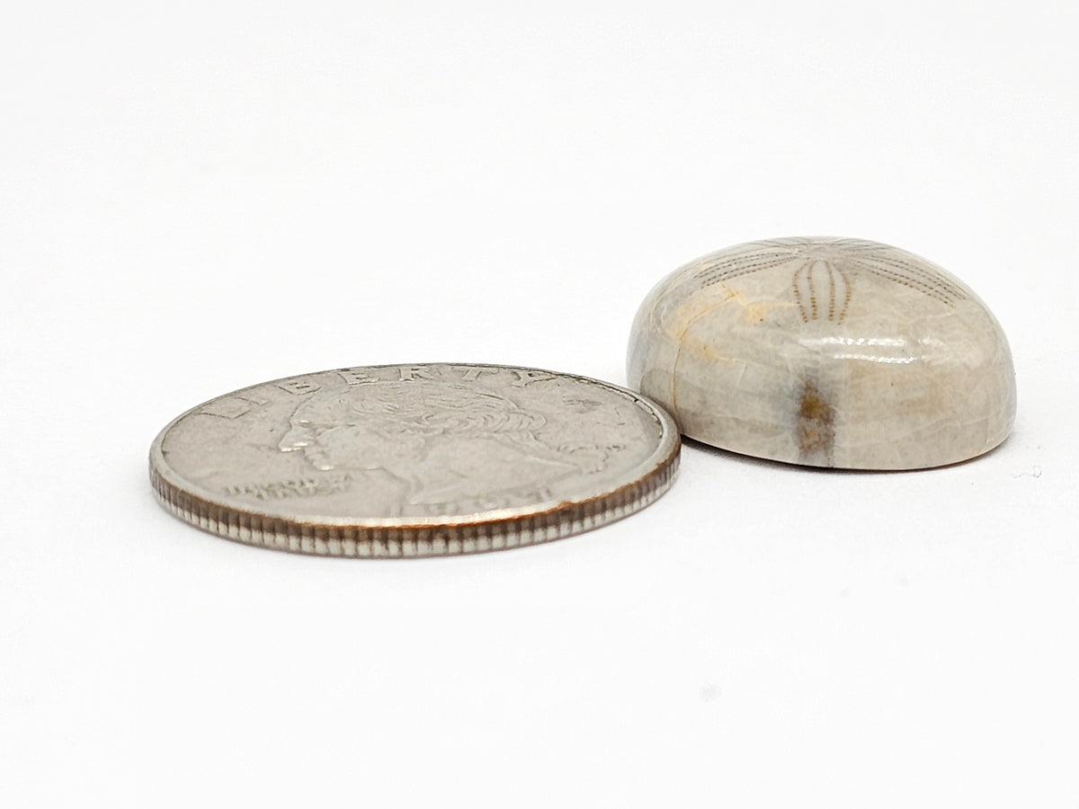 Sand Dollar Fossil - Medium