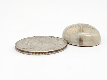 Sand Dollar Fossil - Medium