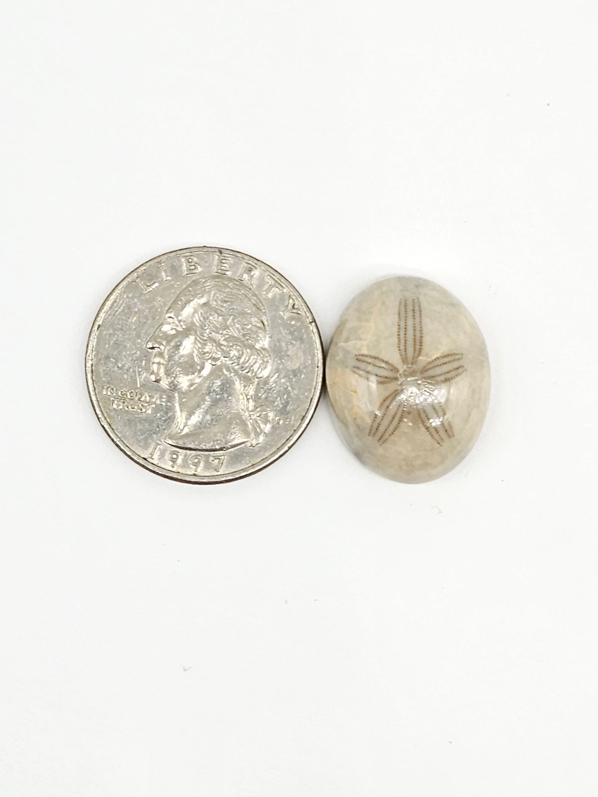 Sand Dollar Fossil - Medium
